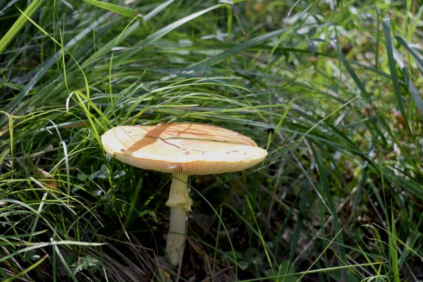 蘑菇在草丛中飞舞 — 图库照片
