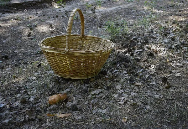 Cesta Vime Para Cogumelos Grama — Fotografia de Stock