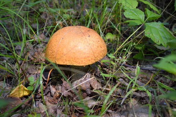 Cogumelo Cresce Grama — Fotografia de Stock