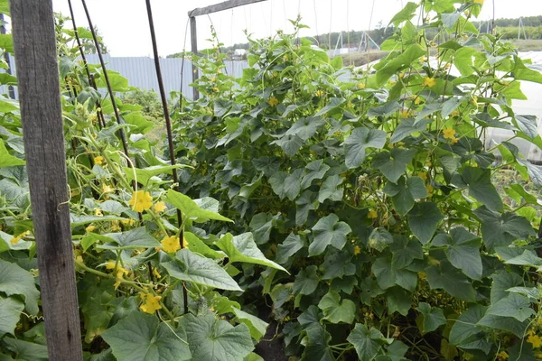 Cucumbers Grow Outdoors Cucumbers Bloom — Stock Photo, Image