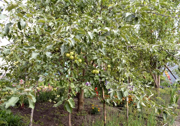 Bahçedeki Elma Ağacı — Stok fotoğraf
