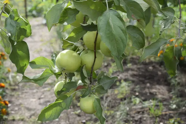 Tomato Bushes Greenhouse — Stock Photo, Image