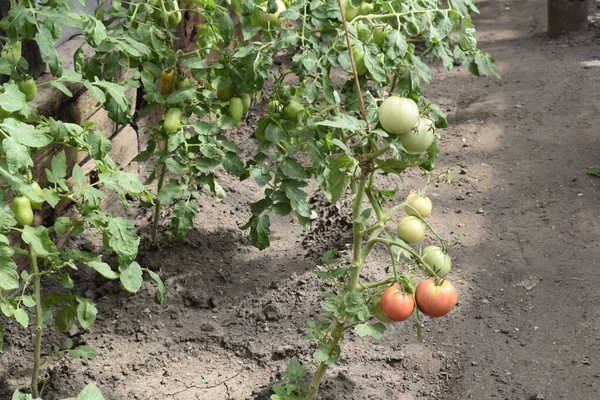 Tomato Bushes Greenhouse — Stock Photo, Image