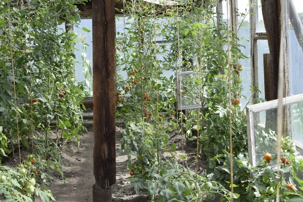 Tomato Bushes Greenhouse — Stock Photo, Image