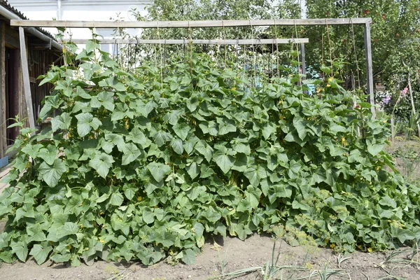 Cucumber Bed Trellis Stand — Stock Photo, Image