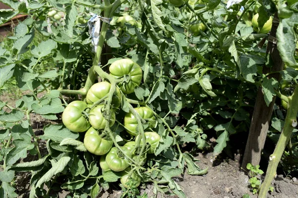 Tomato Bushes Greenhouse — Stock Photo, Image