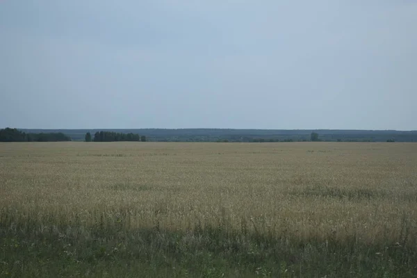 Pola Pszenicą Dojrzewającą Uprawy Zbóż — Zdjęcie stockowe