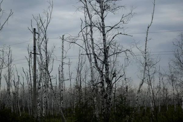 Terreno Pantanoso Bosque Seco Árboles Muertos — Foto de Stock