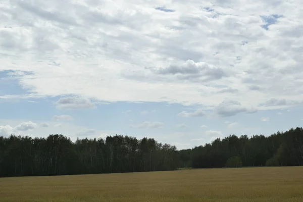 Sådd Vete Fält Landsbygdslandskap — Stockfoto