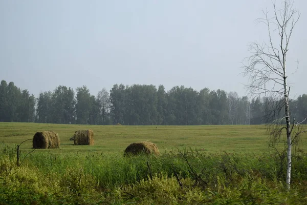 Campo Segado Fardos Heno Cosecha Heno Para Ganado —  Fotos de Stock