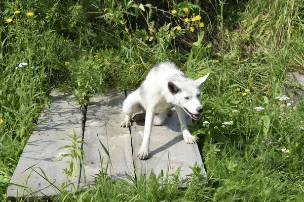 Cão Está Descansando Entre Grama — Fotografia de Stock