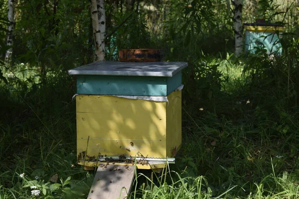 Ein Bienenstock Mit Bienen Unter Einem Baum Auf Einer Lichtung — Stockfoto