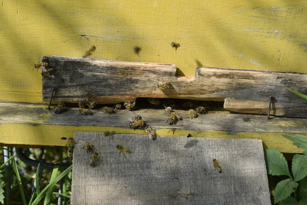 Ein Bienenstock Mit Bienen Auf Einer Lichtung — Stockfoto