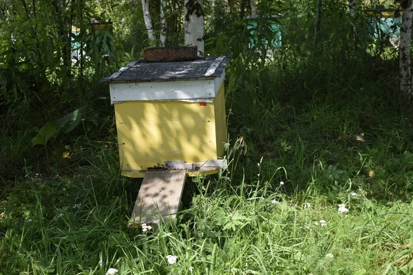 Ein Bienenstock Mit Bienen Auf Einer Lichtung — Stockfoto