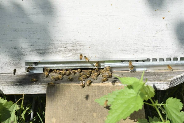 Ein Bienenstock Mit Bienen Auf Einer Lichtung — Stockfoto