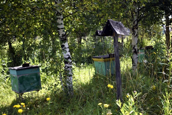 Colmeias Com Abelhas Uma Clareira Verão Floresta — Fotografia de Stock