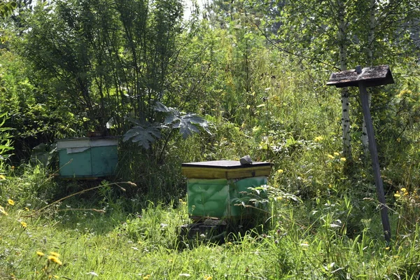 Bienenstöcke Mit Bienen Auf Einer Sommerwiese Wald — Stockfoto