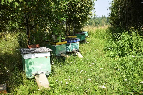 Bienenstöcke Mit Bienen Auf Einer Sommerwiese Wald — Stockfoto