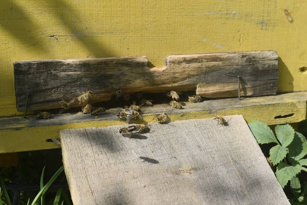 Bienenstöcke Mit Bienen Auf Der Wiese — Stockfoto