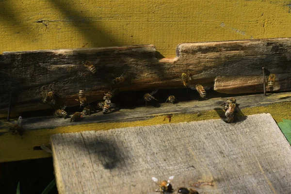 Bienenstöcke Mit Bienen Auf Der Wiese — Stockfoto