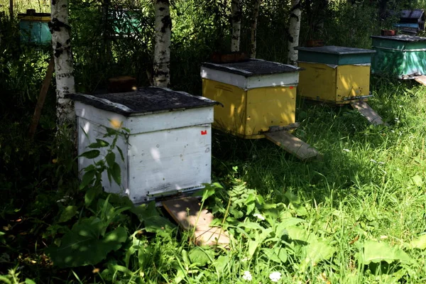 Bienenstöcke Mit Bienen Auf Der Wiese — Stockfoto