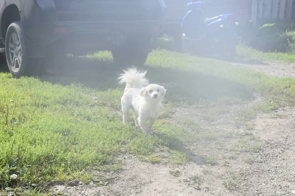 Pies Spaceruje Lesie Mgła Lesie — Zdjęcie stockowe
