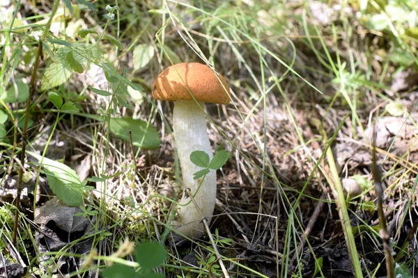 花在草丛中 — 图库照片