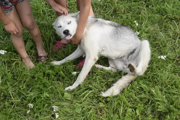 Retrato Cão Com Pele Branca — Fotografia de Stock