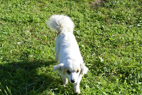 Cão Está Brincando Livre — Fotografia de Stock