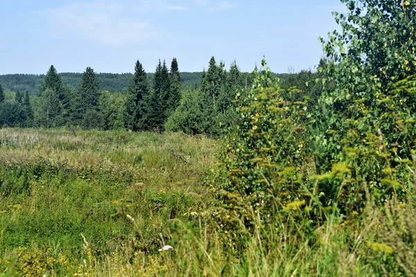 Yeşil ağaçlar ve bulutlu mavi bir gökyüzü