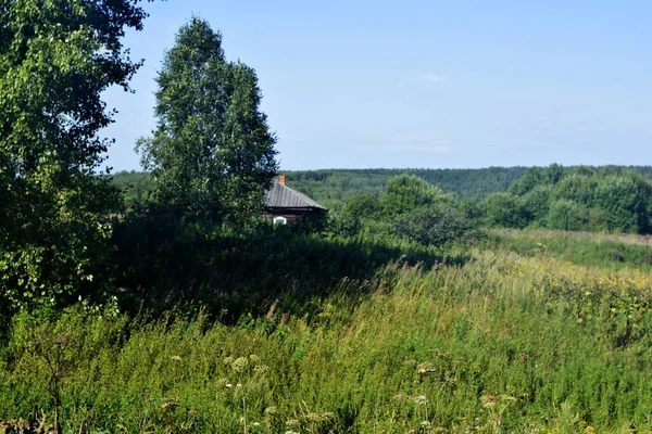 Zielone Drzewa Błękitne Niebo Chmurami — Zdjęcie stockowe