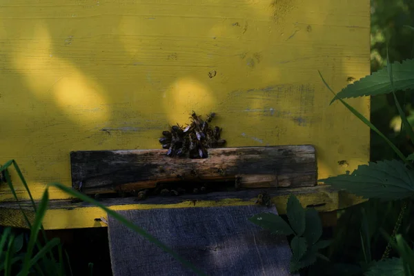 Abejas Entrada Colmena — Foto de Stock