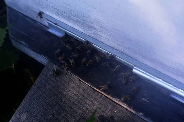 Bienen Eingang Zum Bienenstock — Stockfoto