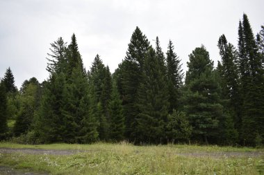Ormandaki ağaçlar, orman manzarası