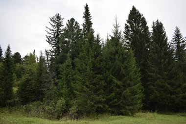 Ormandaki ağaçlar, orman manzarası