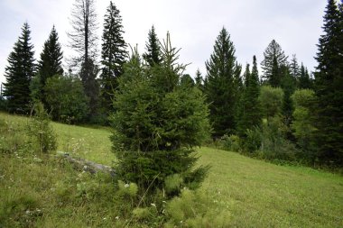 Ormandaki ağaçlar, orman manzarası