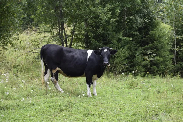 一头奶牛在草地上吃草 — 图库照片