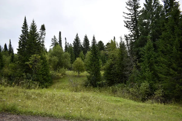 Alberi Nella Foresta Paesaggio Forestale — Foto Stock