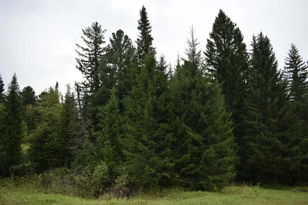 Ormandaki ağaçlar, orman manzarası