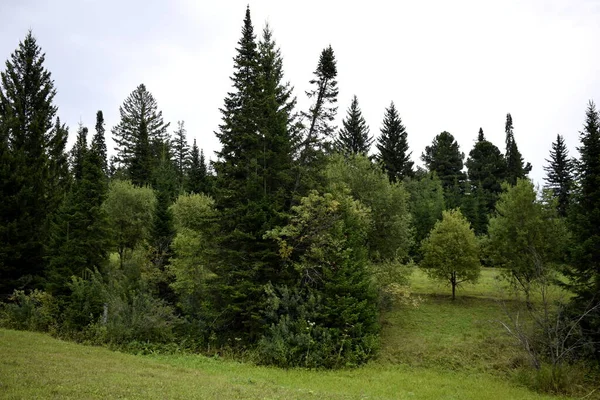Trees Forest Forest Landscape — Stock Photo, Image