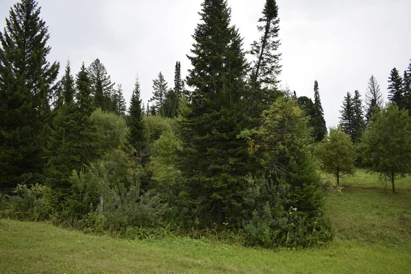 Árvores Floresta Paisagem Florestal — Fotografia de Stock