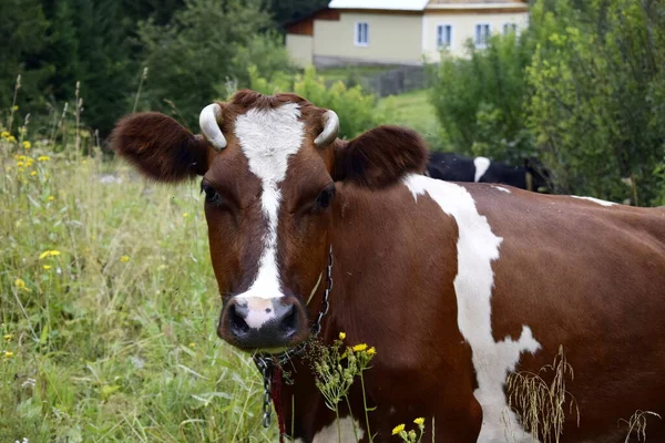 Una Vaca Está Pastando Prado — Foto de Stock