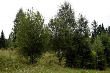 Ormanda yaprak döken ağaçlar