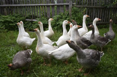 Kırsalda bir kaz sürüsü