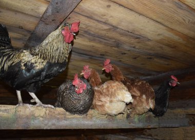 Tavuklar tünekte kümeste