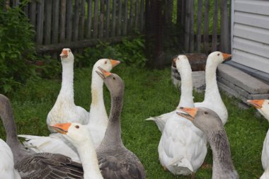 Çiftlikteki bir kaz sürüsü