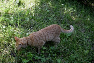 Bir kedi temiz havada yürür