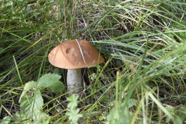 Çimlerde mantar, sonbahar