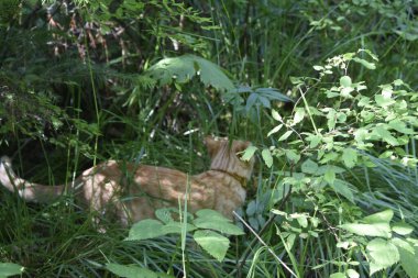 Bir kedi doğada yürür