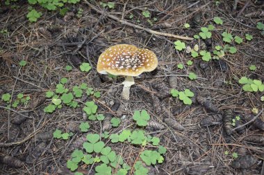 Sonbahar ormanındaki çimlerde mantar